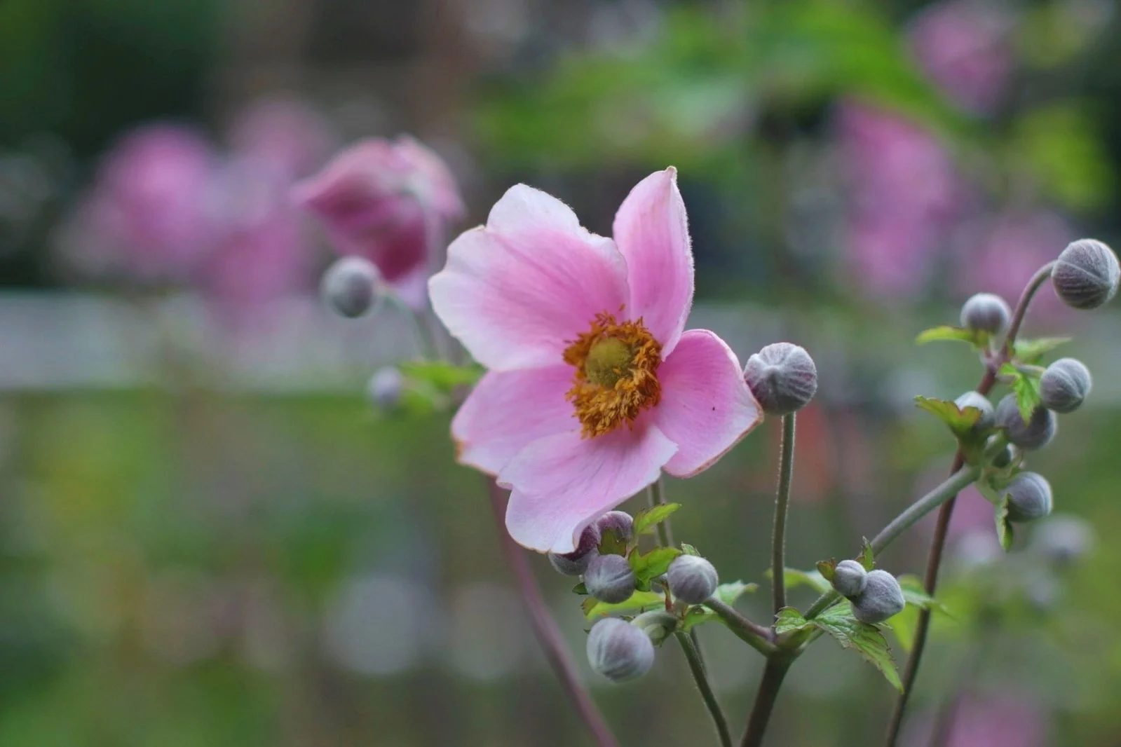 beautiful flower
