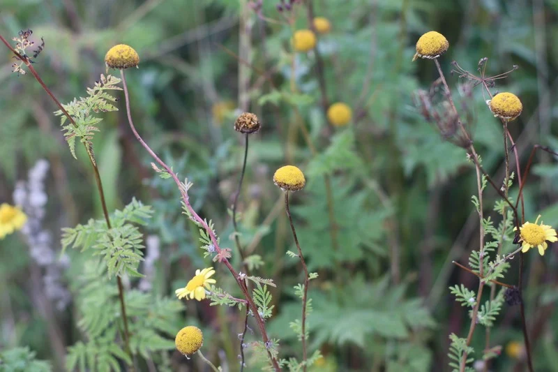 flowers between some grass